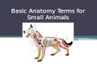 Basic Anatomy Terms for Small Animals