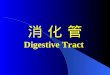 消 化 管 Digestive Tract
