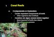 Coral Reefs Components & Dynamics Corals important components of reefs