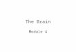 The Brain Module 4