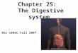 Chapter 25:   The Digestive system