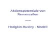 Aktionspotentiale von Nervenzellen und das Hodgkin-Huxley - Modell