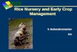 Rice Nursery and Early Crop Management