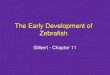 The Early Development of Zebrafish