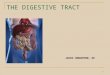THE DIGESTIVE TRACT