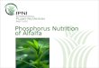 Phosphorus Nutrition of Alfalfa