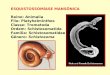 ESQUISTOSSOMÍASE MANSÔNICA Reino: Animalia Filo: Platyhelminthes Classe: Trematoda