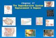 Chapter 17 The Reproductive System Replacement & Repair