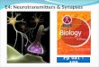 E4: Neurotransmitters & Synapses
