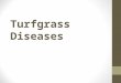 Turfgrass Diseases