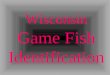 Wisconsin  Game Fish Identification