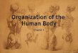 Organization of the  Human Body