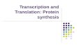 Transcription and Translation: Protein synthesis