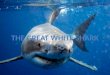 The Great White Shark By  tu