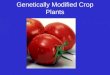 Genetically Modified Crop Plants