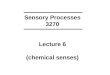 Sensory Processes 3270 Lecture 6 (chemical senses)