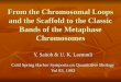 From the Chromosomal Loops and the Scaffold to the Classic Bands of the Metaphase Chromosomes