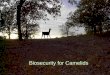 Biosecurity for Camelids