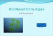 BioDiesel  from Algae