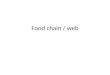 Food chain / web