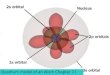 Quantum model of an Atom Chapter 17