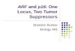 ARF  and  p16 : One Locus, Two Tumor Suppressors