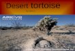 Desert  tortoise