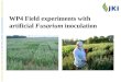 WP4 Field experiments with artificial  Fusarium  inoculation