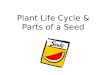 Plant Life Cycle & Parts of a Seed