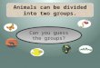 Animals can be divided into two groups