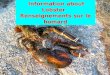 Information about Lobster   R enseignements  sur le homard