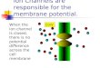 Ion Channels are responsible for the membrane potential
