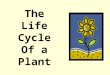 The Life Cycle  Of a Plant