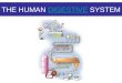 THE HUMAN  DIGESTIVE  SYSTEM