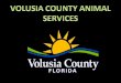 VOLUSIA COUNTY ANIMAL SERVICES