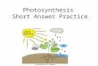 Photosynthesis  Short Answer Practice