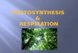 Photosynthesis  &  Respiration