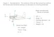 Major aerodynamic forces on aircraft: Lift = L Drag = D Pitching Moment = M Thrust = T Weight = W