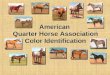 American  Quarter Horse Association Color Identification