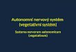 Autonomní nervový systém  (vegetativní systém)