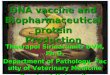 DNA vaccine and Biopharmaceutical protein Production