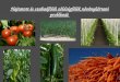 Hajtatott és szabadföldi zöldségfélék növénykórtani problémái