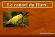 Le canari du Harz