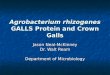 Agrobacterium rhizogenes  GALLS Protein and Crown Galls