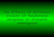 The Effects of Different Strains of  Pseudomonas aeruginosa  on  Drosophila melanogastar