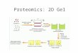 Proteomics: 2D Gel