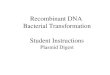 Recombinant DNA  Bacterial Transformation Student Instructions Plasmid Digest