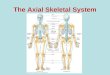 The Axial Skeletal System