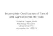 Incomplete Ossification of Tarsal and Carpal bones in Foals