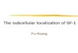 The subcellular localization of SF-1